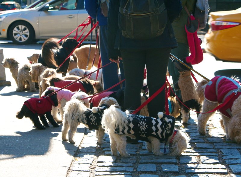 Dog walker on sale leash multiple dogs